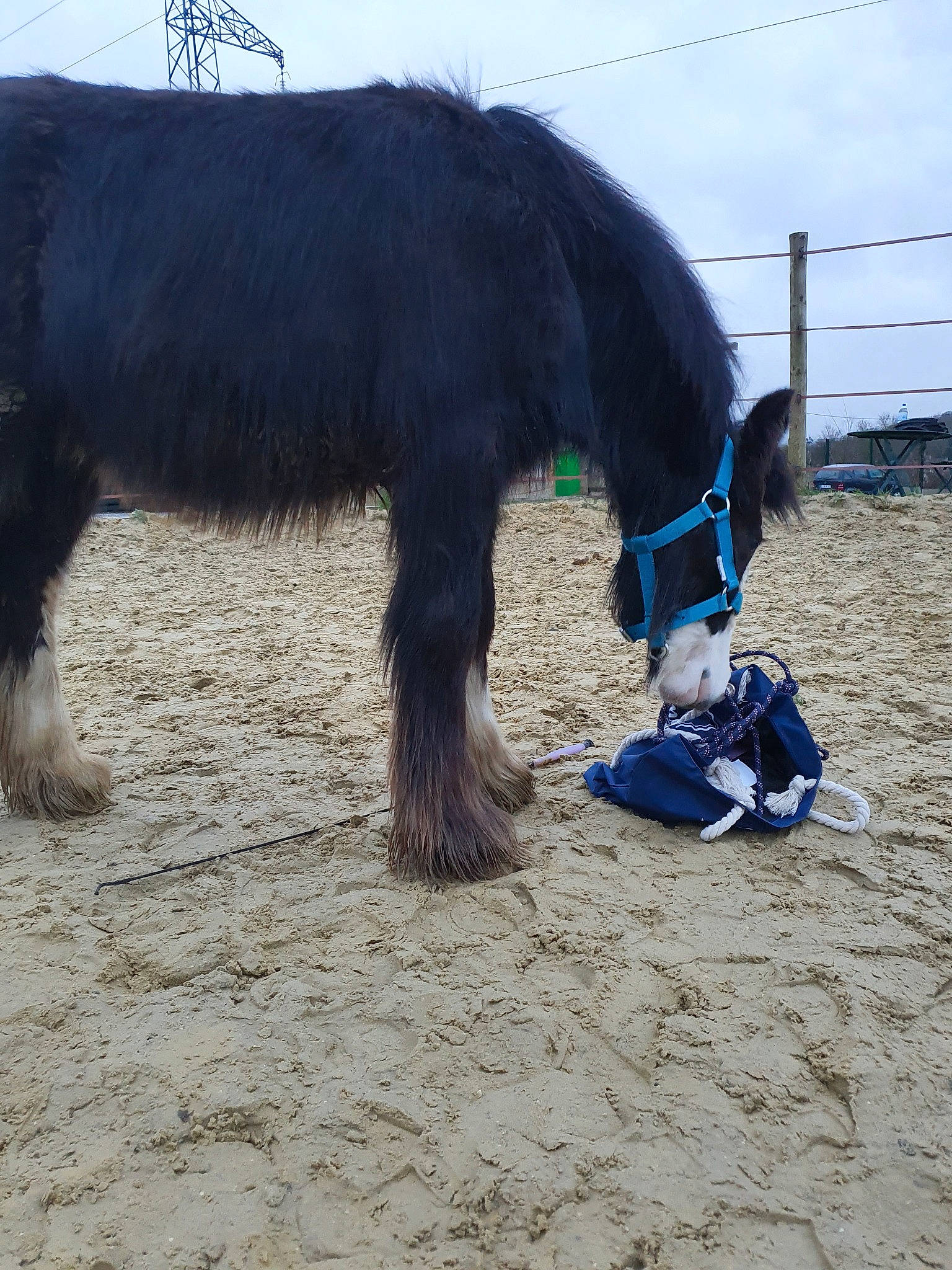 Jäger a rejoint le concours — aidez-le/la à gagner de superbes lots ! horse, horse_supplies, livestock, mammal, mane, mare, pack_animal, pony, shetland_pony, stallion, vertebrate, working_animal