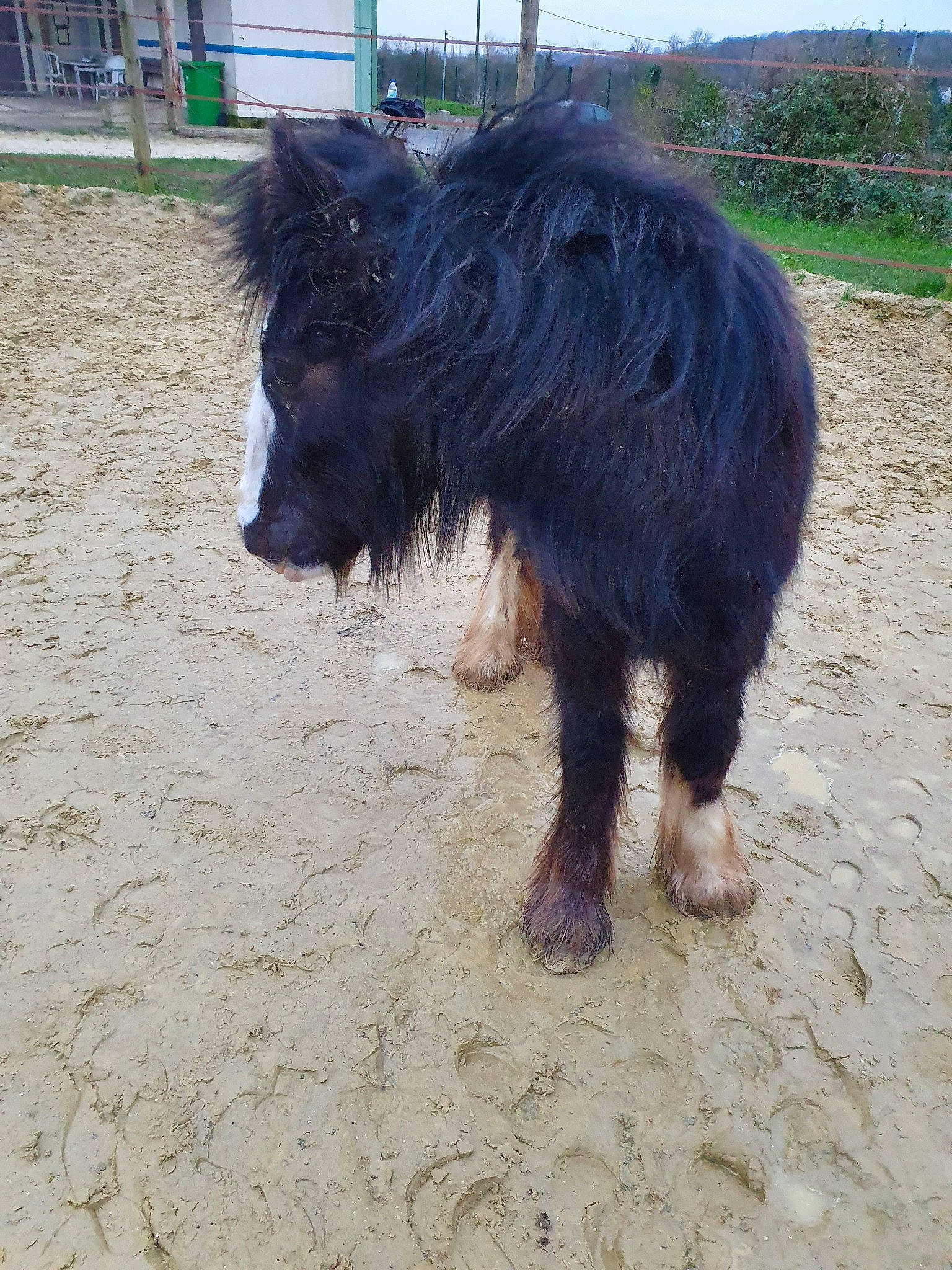 Jäger participe au concours pour gagner de l'argent avec cette photo : canidae, dog_breed, horse, livestock, mammal, mane, pony, shetland_pony, sporting_group, vertebrate