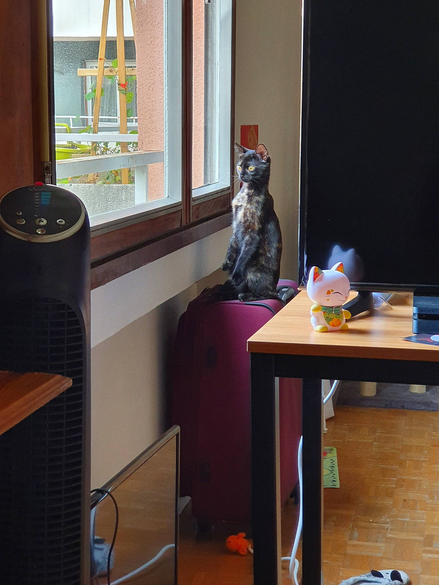 Pandora a rejoint le concours — aidez-le/la à gagner de superbes lots ! cat, desk, felidae, floor, furniture, home, house, interior_design, room, small_to_medium_sized_cats, table, window