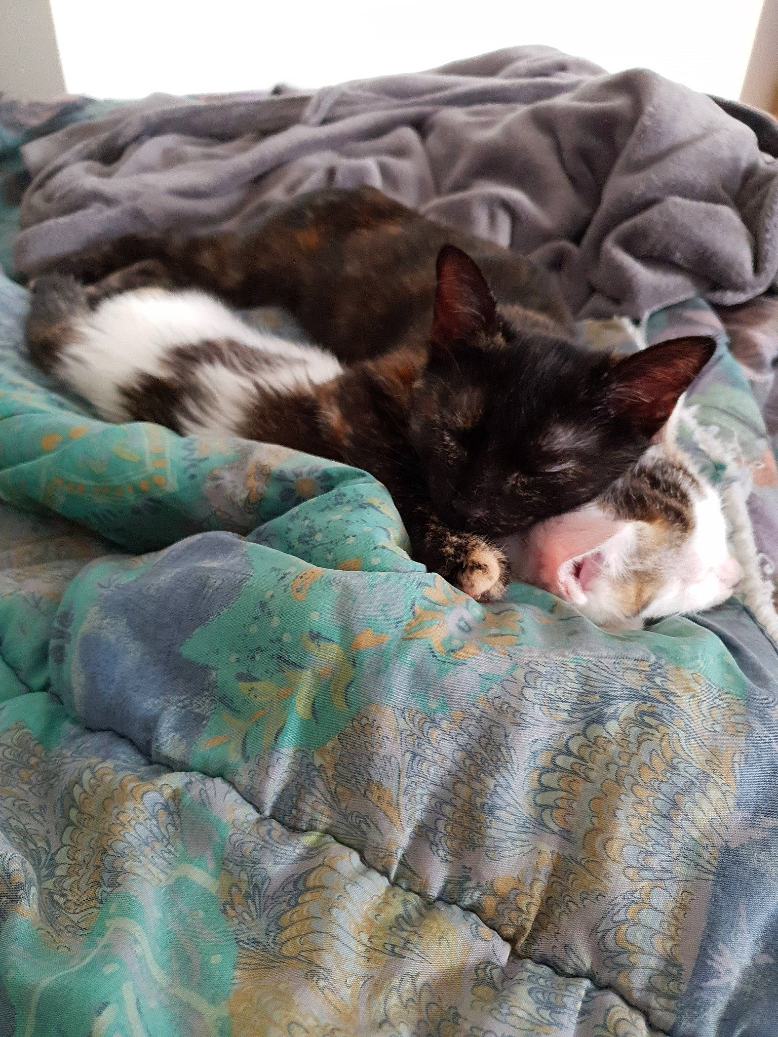 Pandora a rejoint le concours — aidez-le/la à gagner de superbes lots ! blanket, carnivore, cat, comfort, cornish_rex, devon_rex, european_shorthair, felidae, fur, furniture, german_rex, kitten, nap, sleep, small_to_medium_sized_cats, whiskers