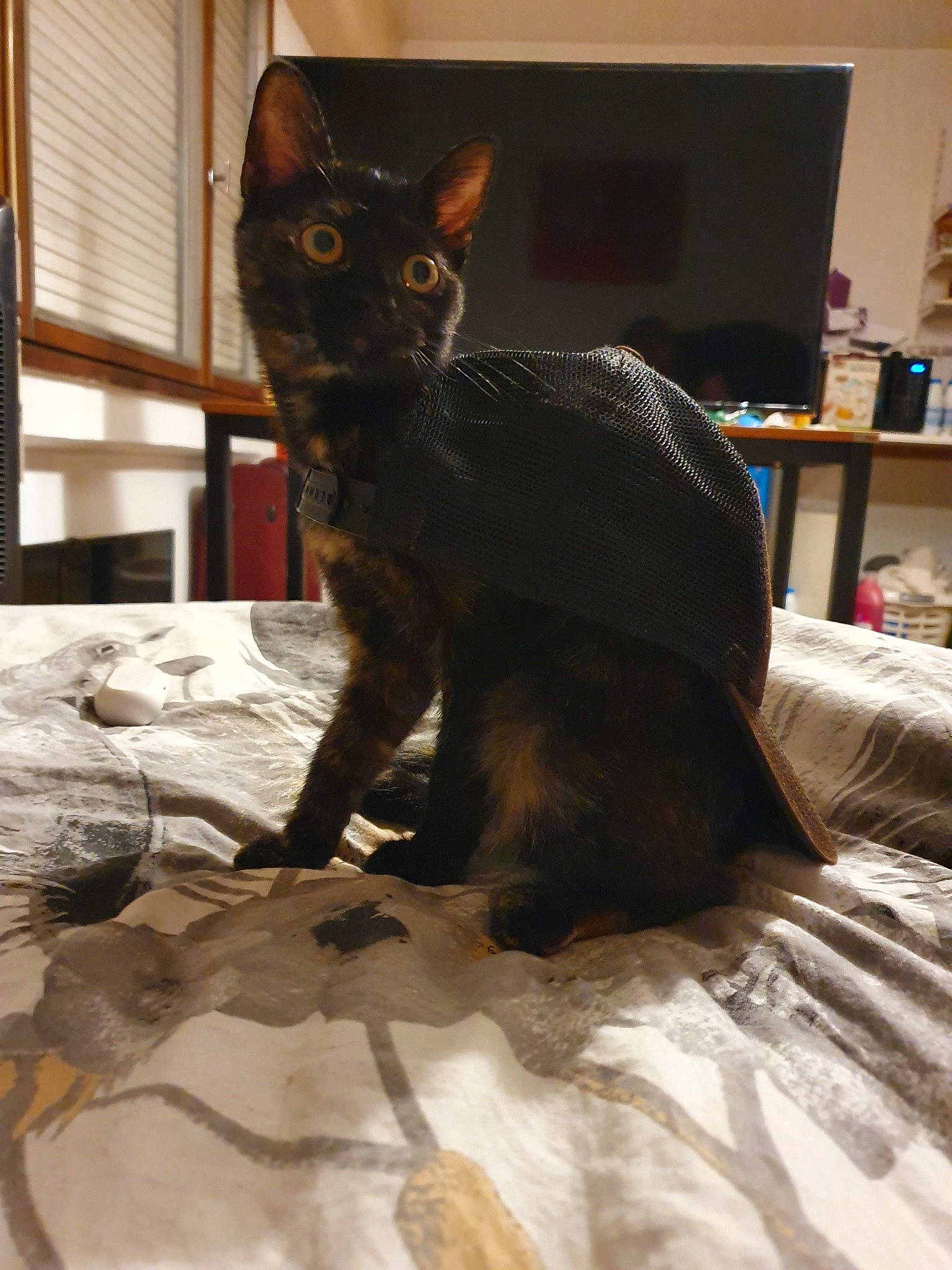 Pandora a rejoint le concours — aidez-le/la à gagner de superbes lots ! asian, black_cat, carnivore, cat, cornish_rex, devon_rex, felidae, fur, furniture, german_rex, havana_brown, kitten, mammal, oriental_longhair, oriental_shorthair, rex_cat, room, small_to_medium_sized_cats, tail, whiskers