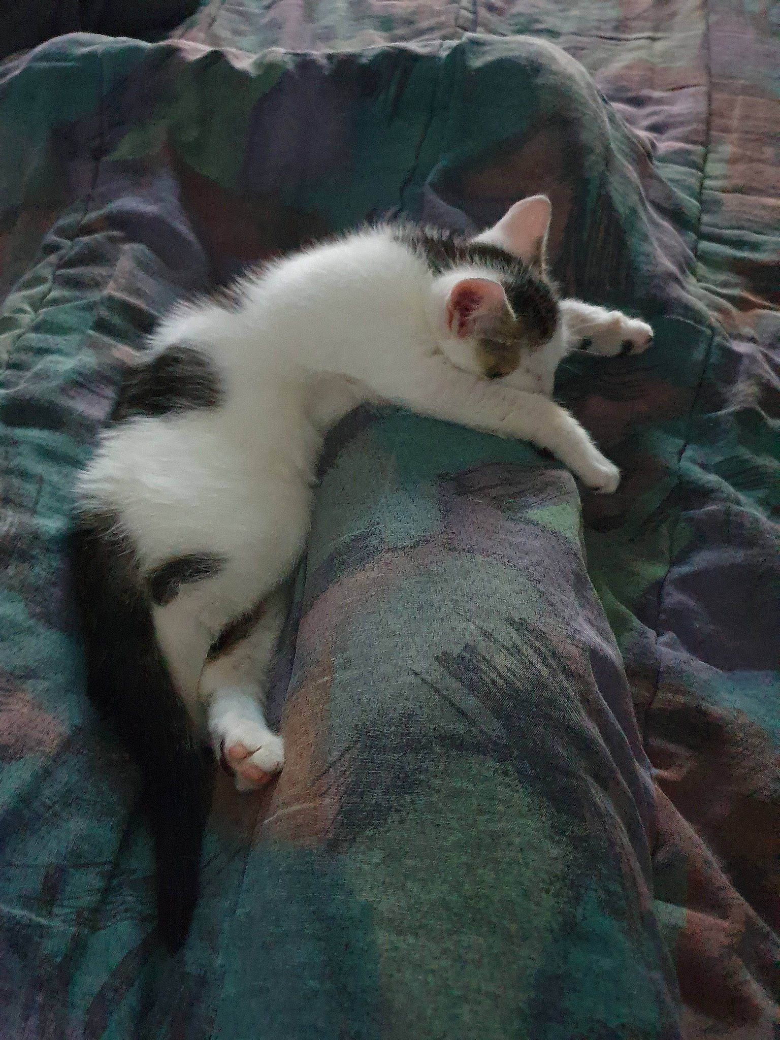 Pandora participe au concours pour gagner de l'argent avec cette photo : aegean_cat, carnivore, cat, felidae, kitten, nap, paw, small_to_medium_sized_cats, tail, whiskers