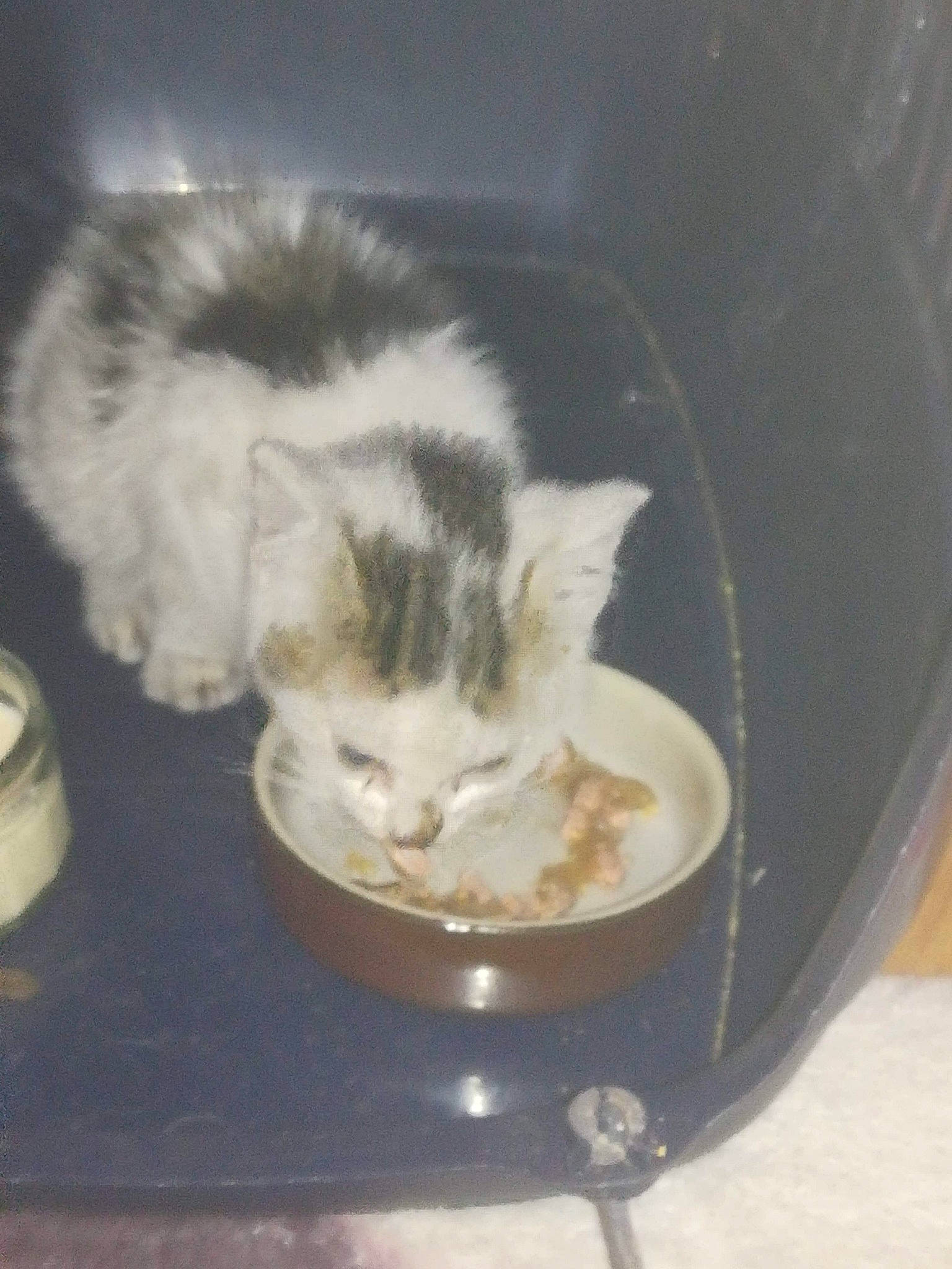 Cookie a rejoint le concours — aidez-le/la à gagner de superbes lots ! carnivore, cat, domestic_long_haired_cat, domestic_short_haired_cat, european_shorthair, fawn, felidae, kitten, norwegian_forest_cat, polydactyl_cat, small_to_medium_sized_cats, tail, turkish_van, whiskers