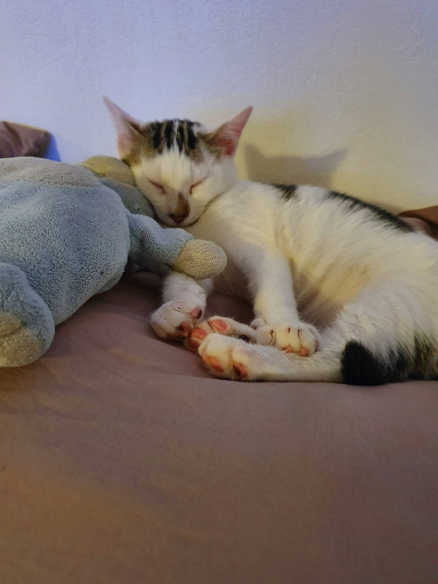 Cookie participe au concours pour gagner de l'argent avec cette photo : aegean_cat, asian, carnivore, cat, claw, colorpoint_shorthair, european_shorthair, felidae, fur, kitten, nap, paw, polydactyl_cat, singapura, sleep, small_to_medium_sized_cats, whiskers