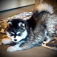 Gucci participe au concours pour gagner de l'argent avec cette photo : puppy, dog, blue_eyes, fluffy, stretching, indoor, rug, playful, cute, pet, animal, fur, young, home, floor, curious, mammal, small, adorable, companion