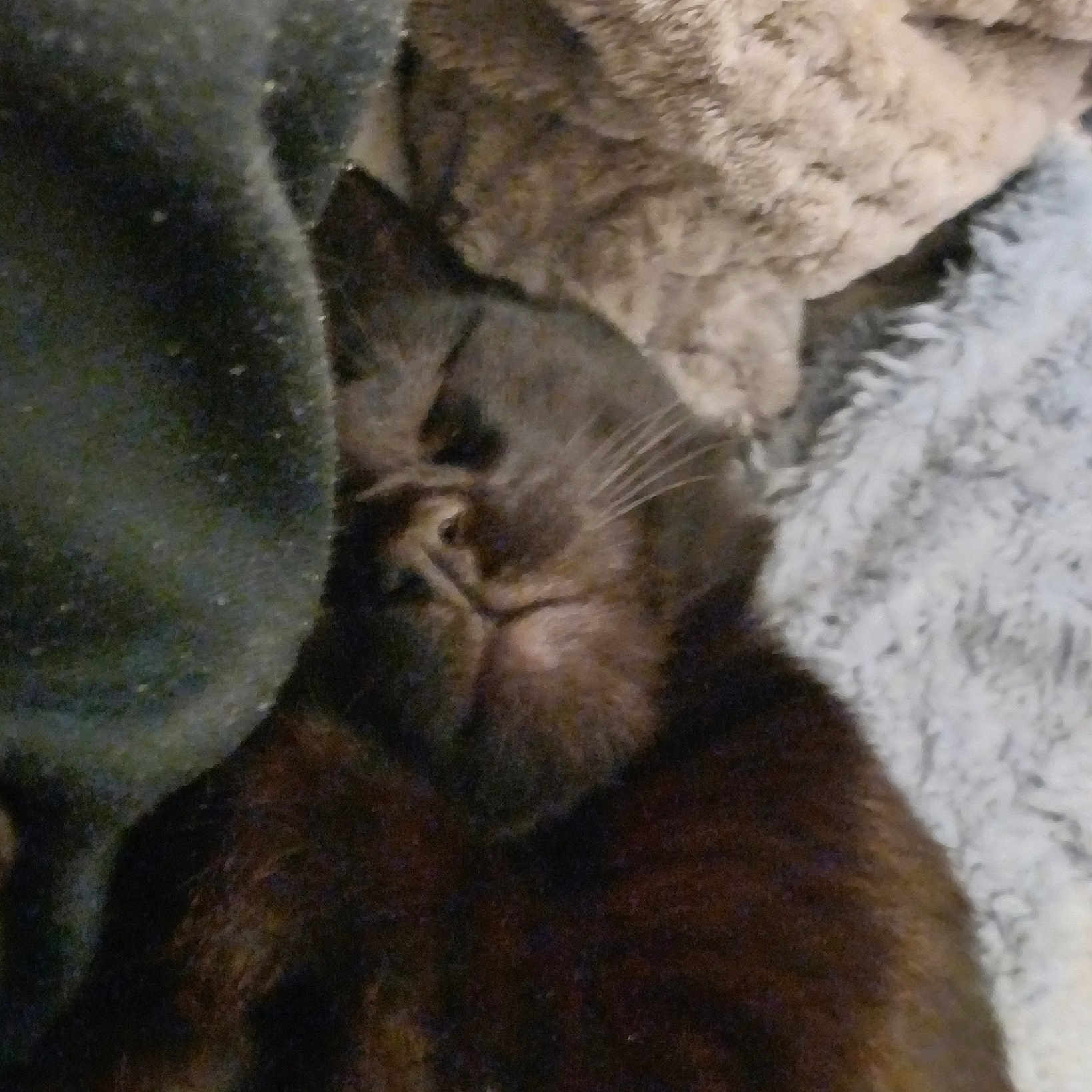 Réglisse participe au concours pour gagner de l'argent avec cette photo : abyssinian, animal, blackcat, blanket, cat, kitten, manx, person, pet, siamese, sleeping