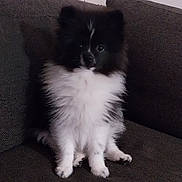 Scar participe au concours pour gagner de l'argent avec cette photo : puppy, dog, black_and_white, fluffy, sitting, couch, indoor, pet, fur, cute, animal, companion, small_dog, portrait, young, domestic_animal, furniture, face, eyes, living_room