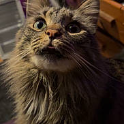 Baby Kitty joined the competition — help win amazing prizes! cat, tabby, fluffy, close_up, indoor, curious, whiskers, feline, animal, pet, wide_eyes, brown, fur, portrait, cute, mammal, expression, household, domestic, soft