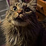 animal, brown, cat, close_up, curious, cute, domestic, expression, feline, fluffy, fur, household, indoor, mammal, pet, portrait, soft, tabby, whiskers, wide_eyes