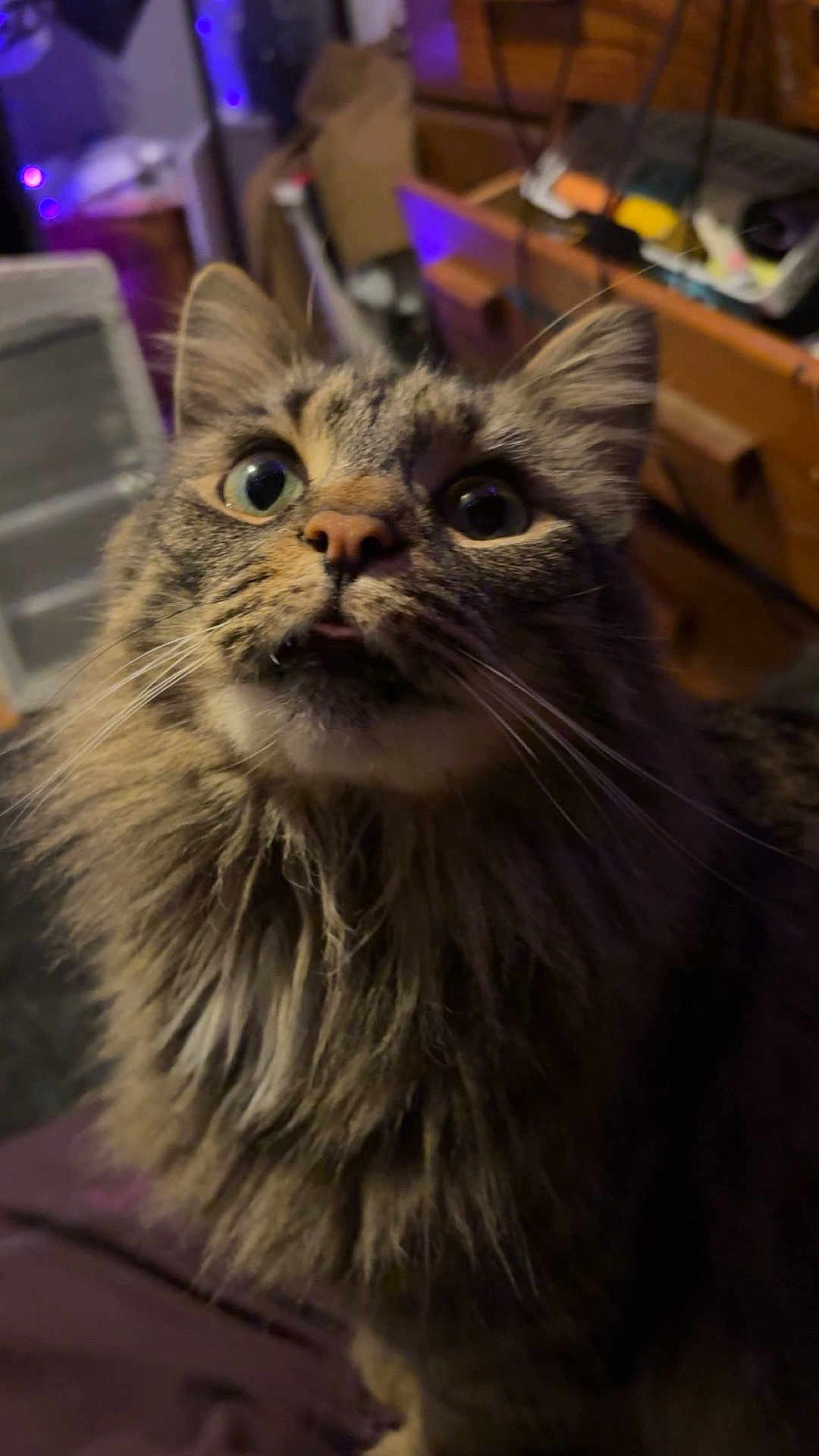 Baby Kitty