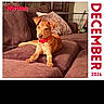dog, puppy, brown_dog, couch, indoor, pillows, calendar, december, red_collar, furniture, relaxed, pet, home, cozy, portrait, animal, domestic_animal, living_room, text_overlay, named_pet