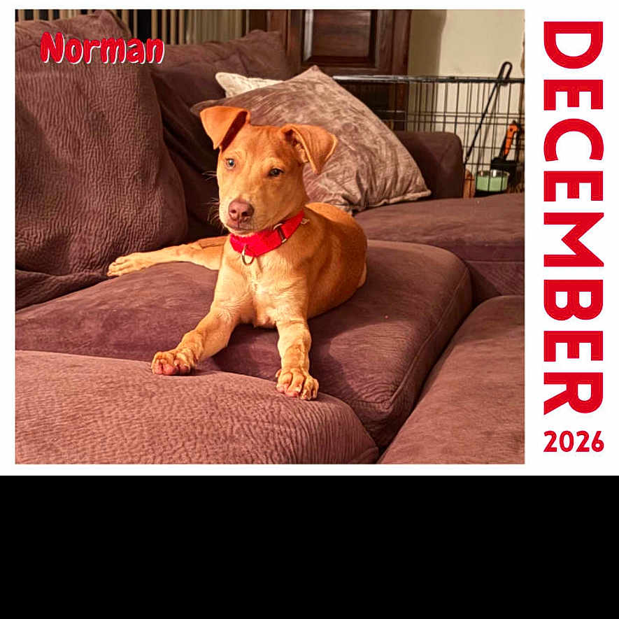 Norman is registered to the contest to win money with this photo: dog, puppy, brown_dog, couch, indoor, pillows, calendar, december, red_collar, furniture, relaxed, pet, home, cozy, portrait, animal, domestic_animal, living_room, text_overlay, named_pet