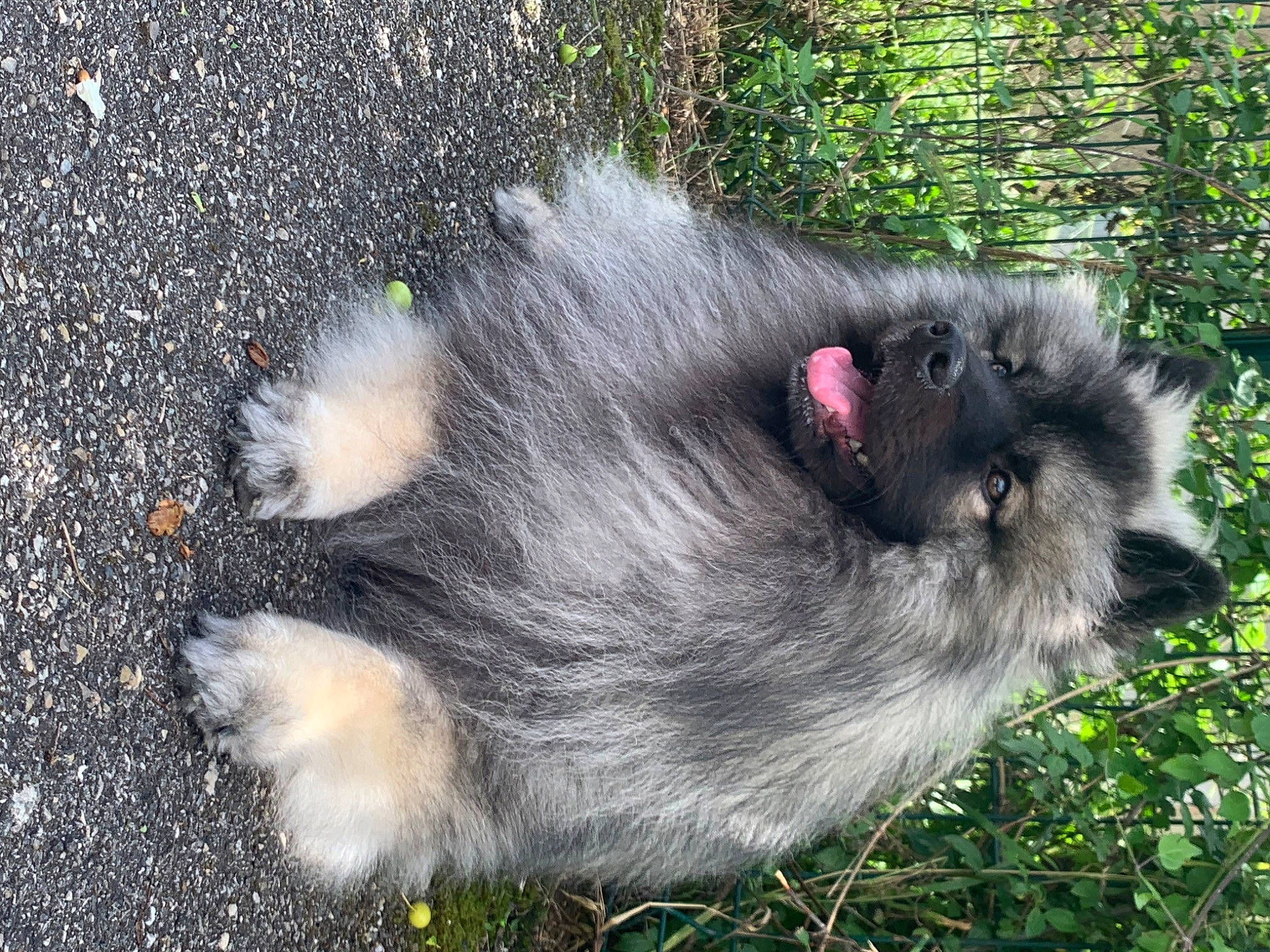 Mario a rejoint le concours — aidez-le/la à gagner de superbes lots ! canidae, dog_breed, fur, grass, plant, road_surface, snout, tar, terrestrial_animal, whiskers, working_animal