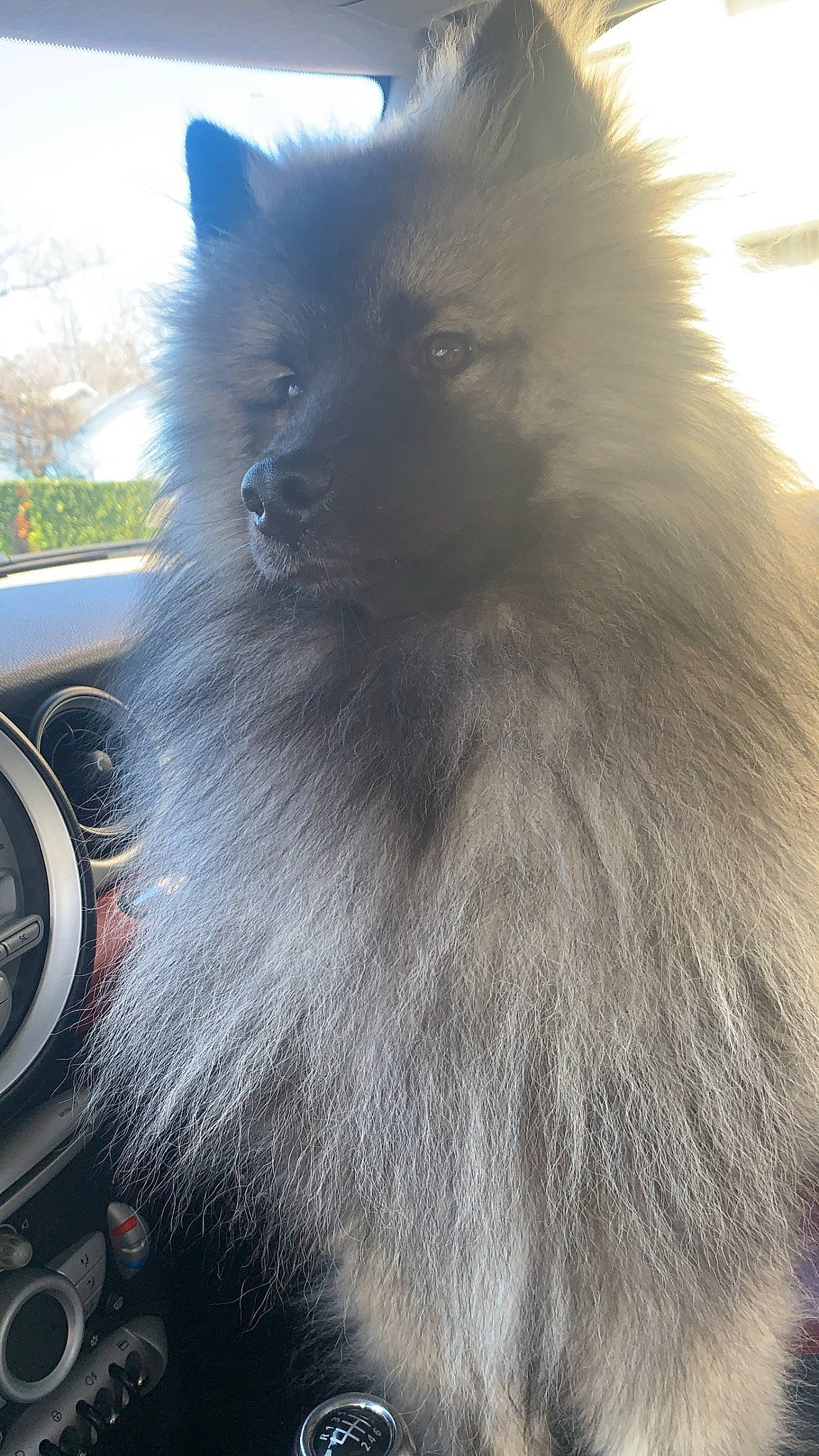 Mario participe au concours pour gagner de l'argent avec cette photo : automotive_mirror, canidae, car, carnivore, companion_dog, dog, dog_breed, fawn, fur, german_spitz_klein, german_spitz_mittel, personal_luxury_car, snout, spitz, steering_wheel, tail, tints_and_shades, whiskers, windscreen_wiper, windshield
