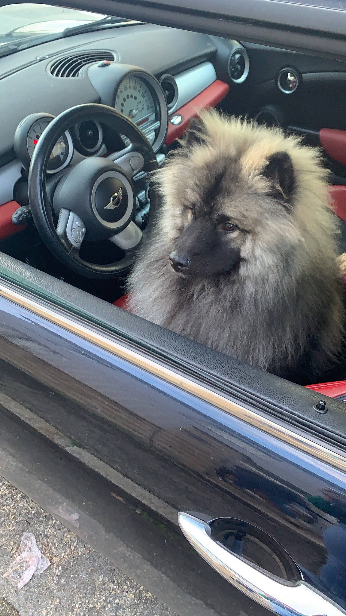 Mario participe au concours pour gagner de l'argent avec cette photo : auto_part, automotive_design, automotive_exterior, automotive_lighting, automotive_mirror, automotive_tire, bumper, car, carnivore, companion_dog, dog, dog_breed, gear_shift, hood, mode_of_transport, motor_vehicle, personal_luxury_car, steering_wheel, vehicle, vehicle_door