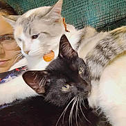 Inky joined the competition — help win amazing prizes! cat, black_cat, white_cat, pet, snuggling, couch, person, glasses, indoor, closeup, feline, whiskers, fur, collar, relaxing, cozy, domestic_animal, companion, close_contact, resting