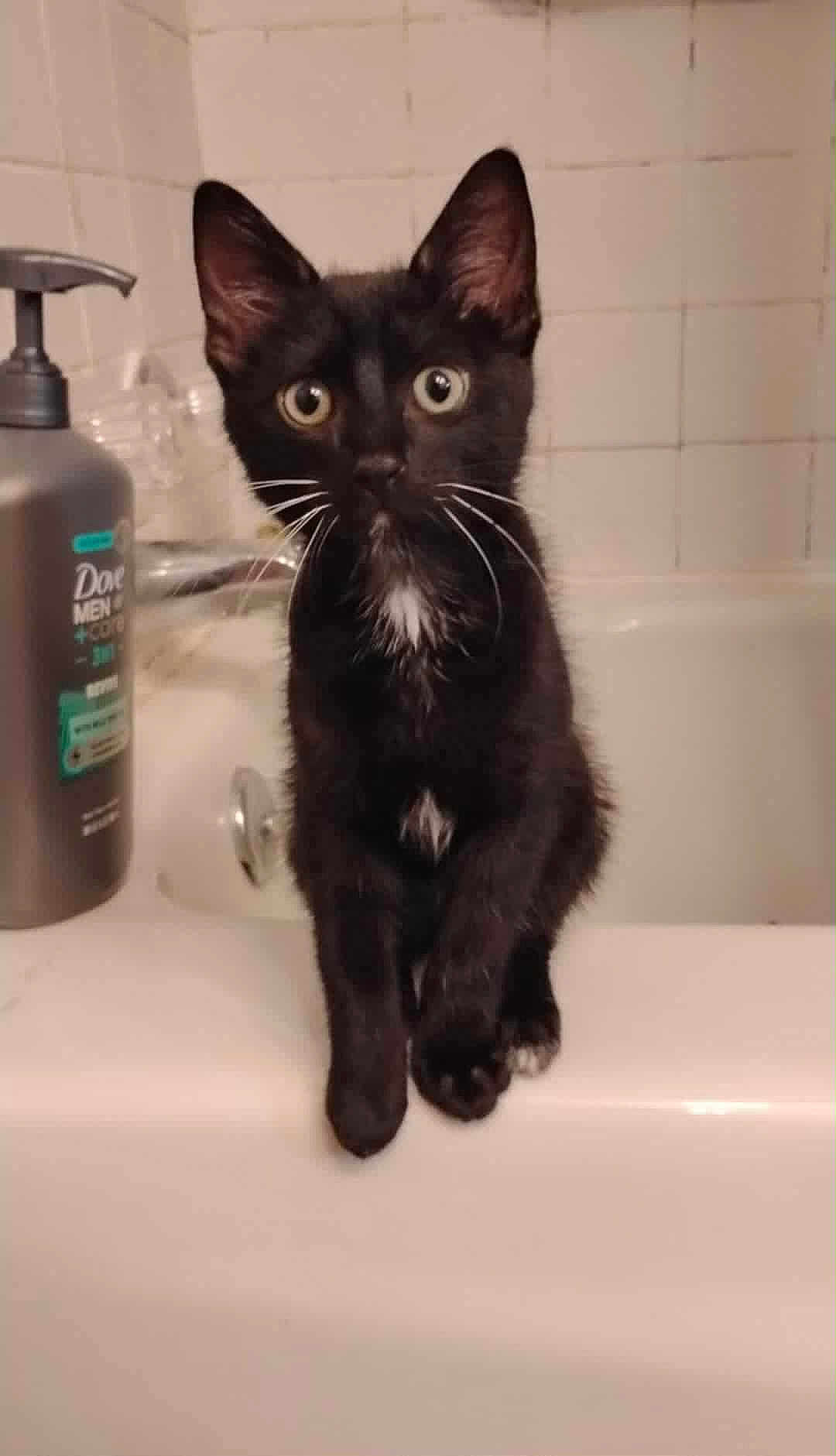 Inky joined the competition — help win amazing prizes! black_cat, kitten, bathroom, bathtub, pet, animal, whiskers, curious, domestic, tile_wall, soap_bottle, Dove_men_care, close_up, indoor, feline, cute, young_cat, sitting, looking, front_view