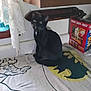 Inky is registered to the contest to win money with this photo: black_cat, cat, indoor, curious, countertop, box, cheez_it, snack, curtain, lace, window, kitchen, patterned_cloth, pet, animal, sitting, feline, household, food_box, domestic