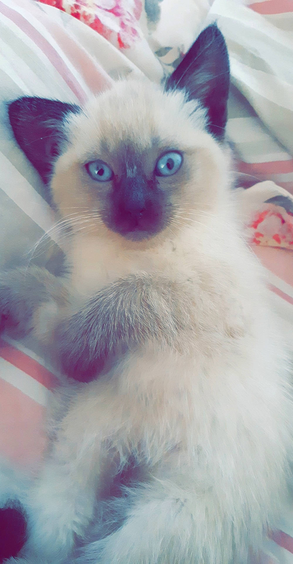 Syanna a rejoint le concours — aidez-le/la à gagner de superbes lots ! balinese, birman, carnivore, cat, colorpoint_shorthair, eye, felidae, himalayan, iris, javanese, kitten, mammal, nose, ragdoll, siamese, small_to_medium_sized_cats, thai, tonkinese, vertebrate, whiskers