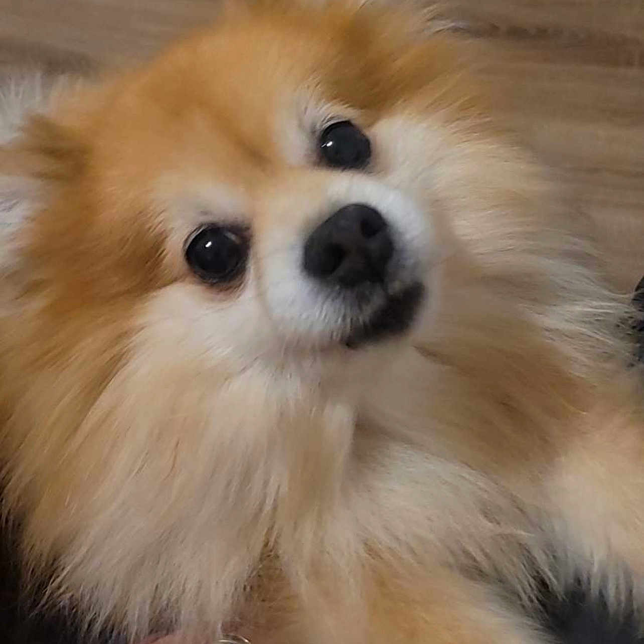 Caramel participe au concours pour gagner de l'argent avec cette photo : animal, brown, closeup, companion, cute, dog, domestic, eyes, face, floor, fluffy, friendly, fur, hand, indoors, nose, pet, pomeranian, portrait, white