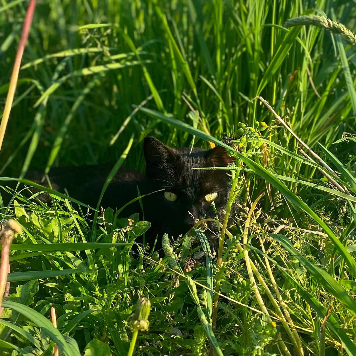 Blacksad