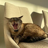 Opale a rejoint le concours — aidez-le/la à gagner de superbes lots ! animal, beige, cat, chair, closeup, feline, fur, indoor, mouth_open, paws, pet, relaxed, resting, shadow, sunlight, teeth, texture, tongue, whiskers, yawning