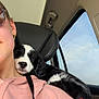 Akuna a rejoint le concours — aidez-le/la à gagner de superbes lots ! puppy, dog, sleeping, person, shoulder, pink_hoodie, earrings, car_interior, seat, window, sky, hand, black_and_white_dog, sunglasses, seatbelt, closeup, comfort, affection, resting, casual