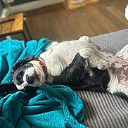 Akuna a rejoint le concours — aidez-le/la à gagner de superbes lots ! dog, black_and_white, lying_down, blanket, couch, indoor, relaxed, spotty_belly, pet, fur, collar, human_foot, sock, wooden_floor, table, cozy, resting, domestic, comfort, home