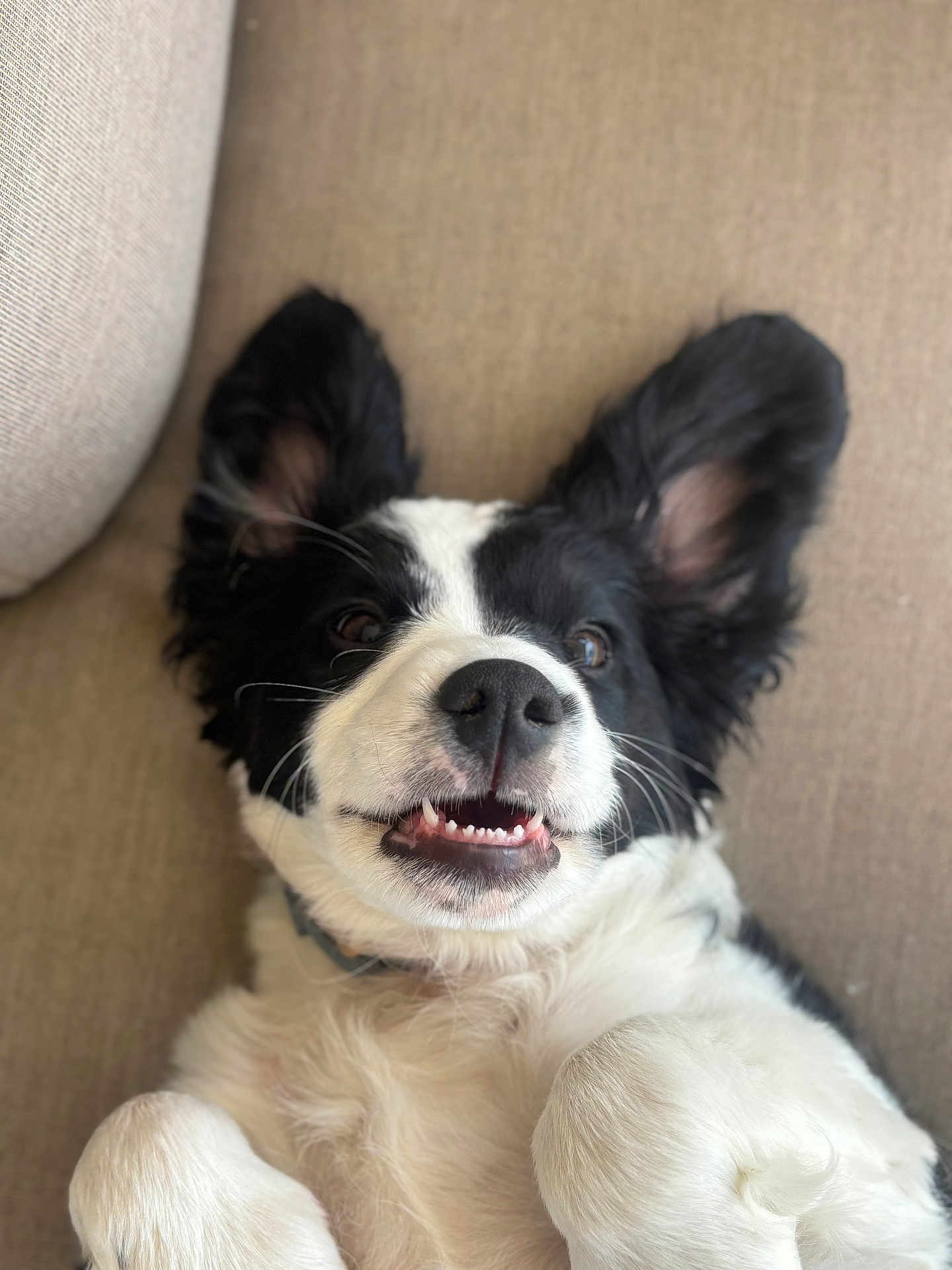 Akuna a rejoint le concours — aidez-le/la à gagner de superbes lots ! dog, black_and_white, puppy, lying_down, couch, pet, fur, ears, nose, mouth, paw, whiskers, happy, domestic_animal, closeup, indoor, canine, cute, playful, relaxed
