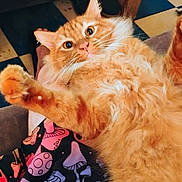 Orangie is registered to the contest to win money with this photo: cat, orange_cat, fluffy, pet, animal, lying_down, paws, wide_eyes, indoor, floor, table, wooden_table, blanket, colorful_blanket, mushroom_pattern, alien_pattern, feline, cute, fur, whiskers