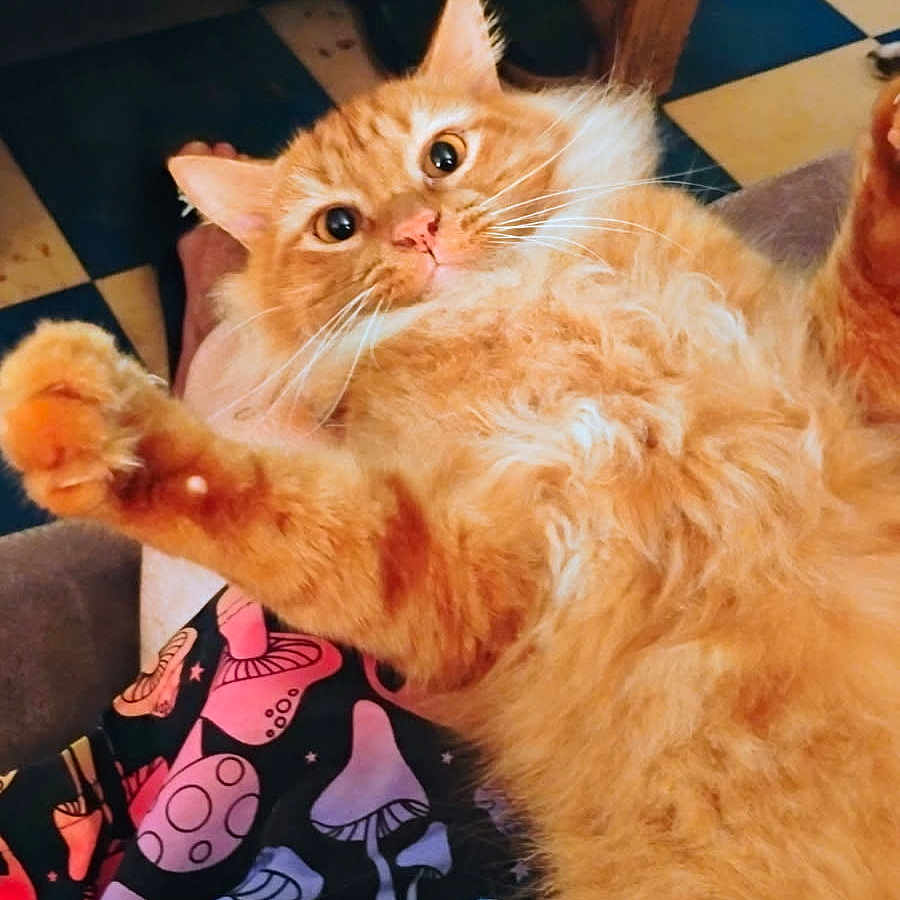 Orangie is registered to the contest to win money with this photo: alien_pattern, animal, blanket, cat, colorful_blanket, cute, feline, floor, fluffy, fur, indoor, lying_down, mushroom_pattern, orange_cat, paws, pet, table, whiskers, wide_eyes, wooden_table