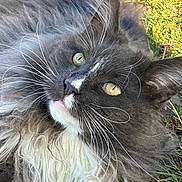 Sultan a rejoint le concours — aidez-le/la à gagner de superbes lots ! cat, fluffy, gray, white, yellow_eyes, whiskers, outdoor, grass, pet, close_up, feline, relaxed, nature, animal, fur, cute, portrait, lying_down, daylight, soft
