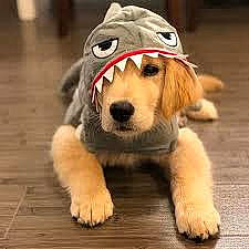 Toby joined the competition — help win amazing prizes! ancient_dog_breeds, canidae, carnivore, companion_dog, dog, dog_breed, dog_toy, fawn, fur, golden_retriever, mammal, paw, plush, puppy, rare_breed_dog, retriever, snout, sporting_group, vertebrate