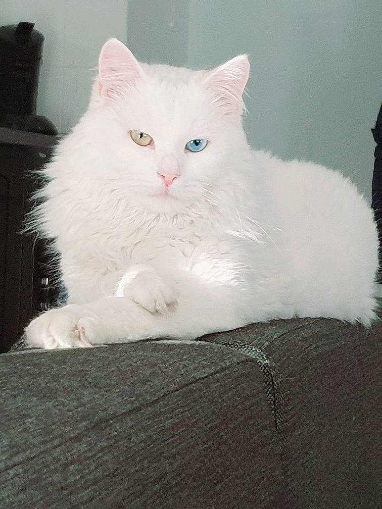 Gotham participe au concours pour gagner de l'argent avec cette photo : carnivore, cat, claw, comfort, domestic_short_haired_cat, felidae, fur, iris, paw, sitting, small_to_medium_sized_cats, snout, tail, whiskers