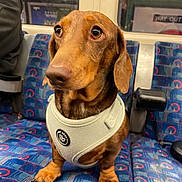 Bean is registered to the contest to win money with this photo: dog, dachshund, pet, animal, brown_dog, harness, seat, public_transport, blue_seat, patterned_seat, indoors, window, reflection, sign, way_out, waiting, cute, small_dog, close_up, sitting