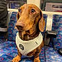 dog, dachshund, pet, animal, brown_dog, harness, seat, public_transport, blue_seat, patterned_seat, indoors, window, reflection, sign, way_out, waiting, cute, small_dog, close_up, sitting
