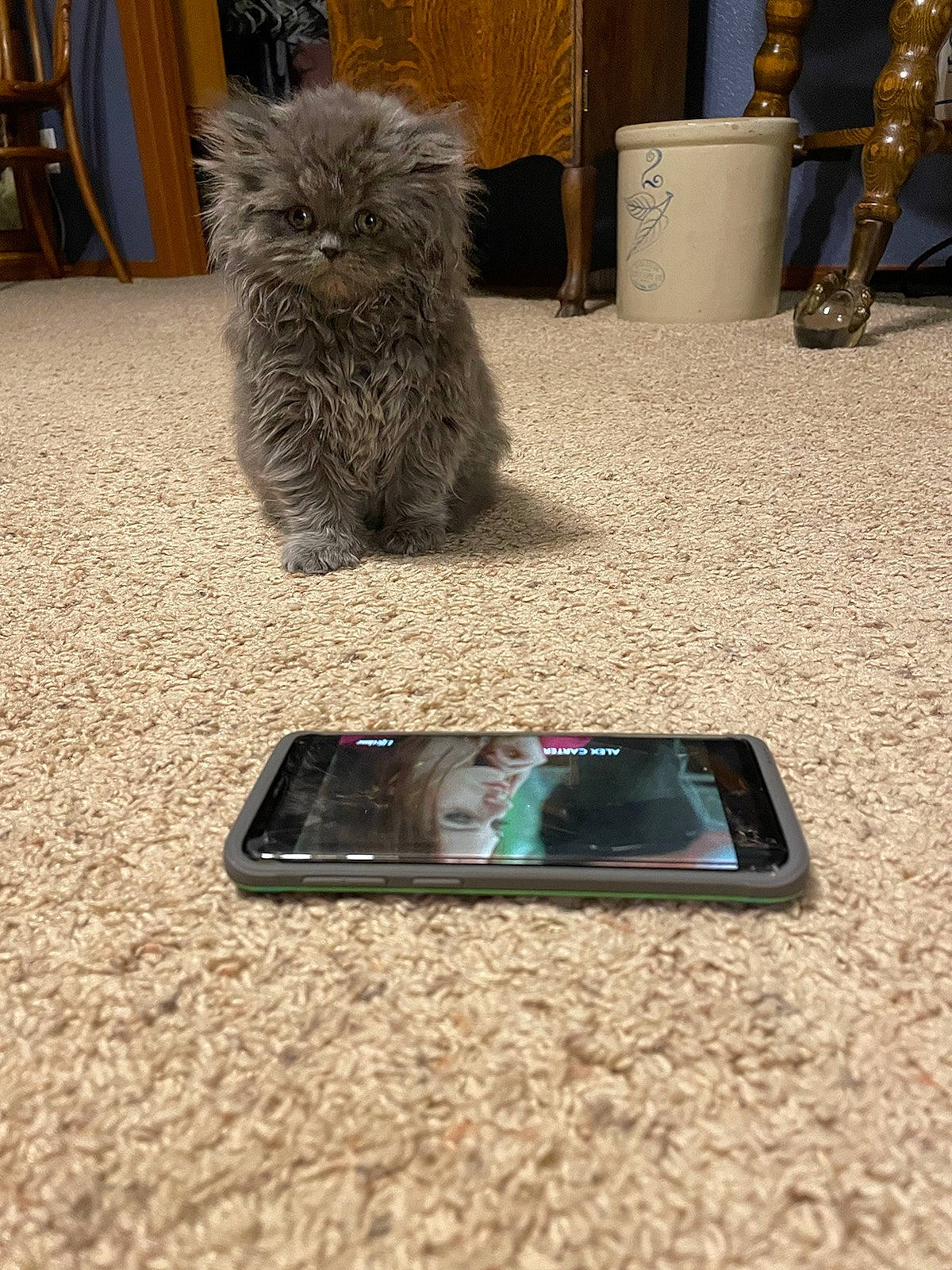 Jazpur is registered to the contest to win money with this photo: british_longhair, carnivore, cat, communication_device, domestic_short_haired_cat, electric_blue, felidae, flooring, fur, gadget, grey, human_leg, mobile_device, mobile_phone, musical_instrument, portable_communications_device, small_to_medium_sized_cats, tail, telephony, whiskers