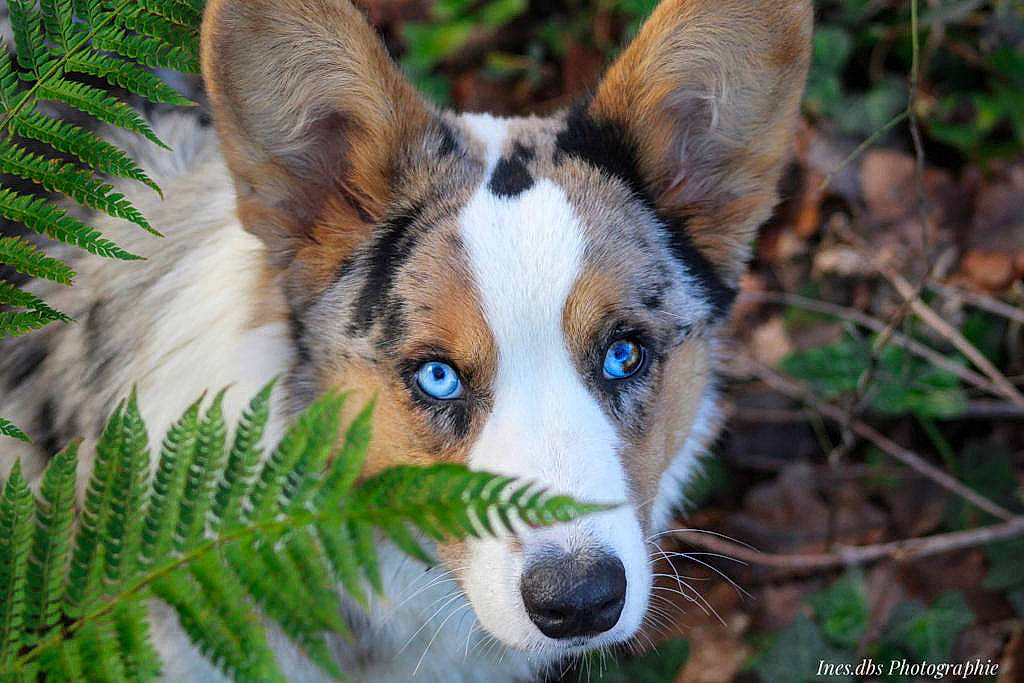 Shining a rejoint le concours — aidez-le/la à gagner de superbes lots ! art, biome, canidae, carnivore, close_up, companion_dog, dog, dog_breed, fur, grass, head, herding_dog, nature, plant, snout, sporting_group, terrestrial_animal, terrestrial_plant, whiskers, working_animal