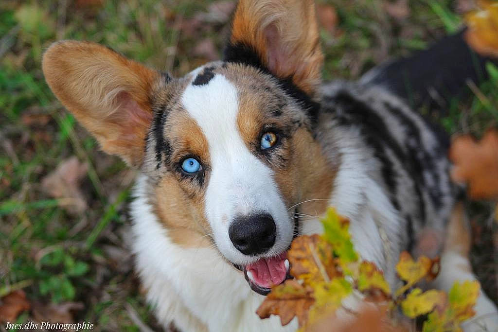 Shining participe au concours pour gagner de l'argent avec cette photo : canidae, carnivore, collar, companion_dog, dog, dog_breed, fawn, fur, grass, herding_dog, plant, snout, sporting_group, terrestrial_animal, tree, whiskers, wildlife, working_dog