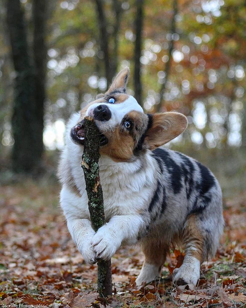 Shining participe au concours pour gagner de l'argent avec cette photo : carnivore, companion_dog, dog, dog_breed, eye, fawn, forest, grass, mammal, plant, recreation, snout, tail, terrestrial_animal, tree, vertebrate, whiskers, wilderness, wood, working_animal