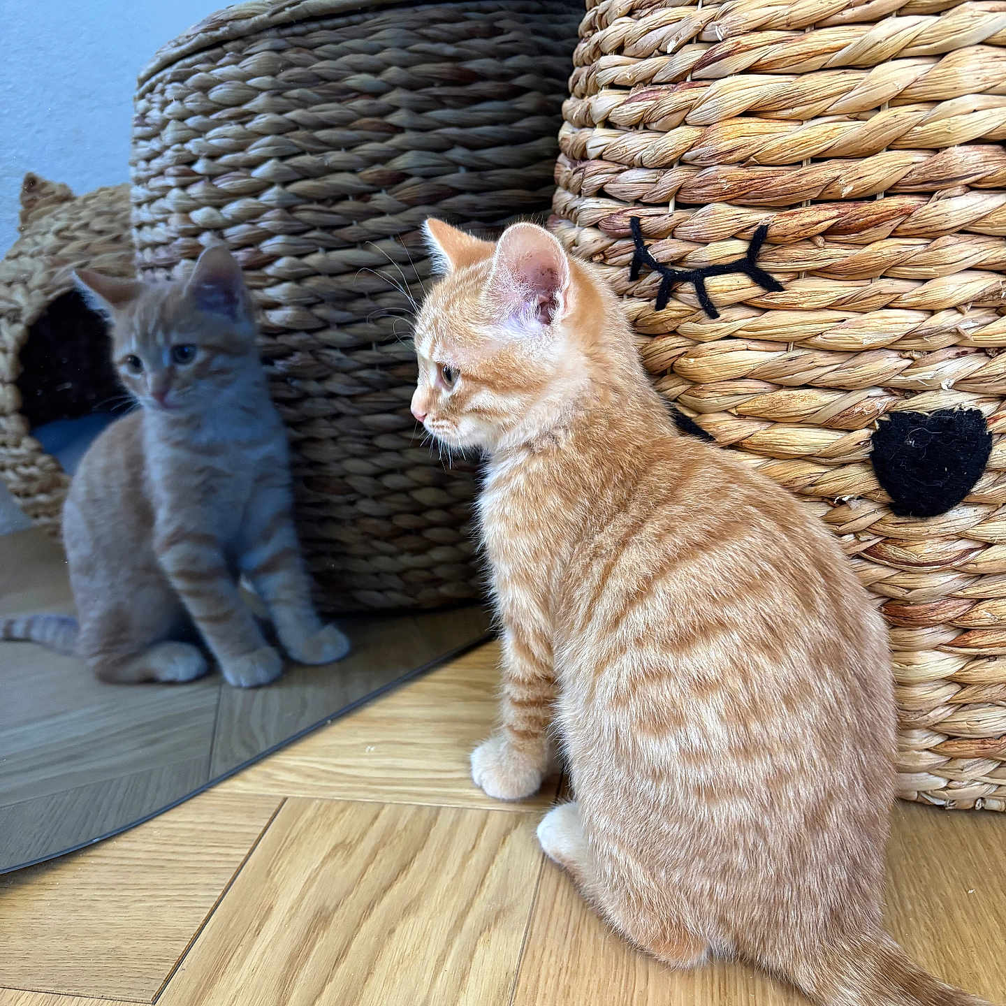 Ferdinand a rejoint le concours — aidez-le/la à gagner de superbes lots ! animal, basket, cat, closeup, curious, cute, domestic, feline, floor, home_decor, indoor, kitten, mirror, orange_tabby, pet, reflection, small, texture, wooden_floor, woven_basket