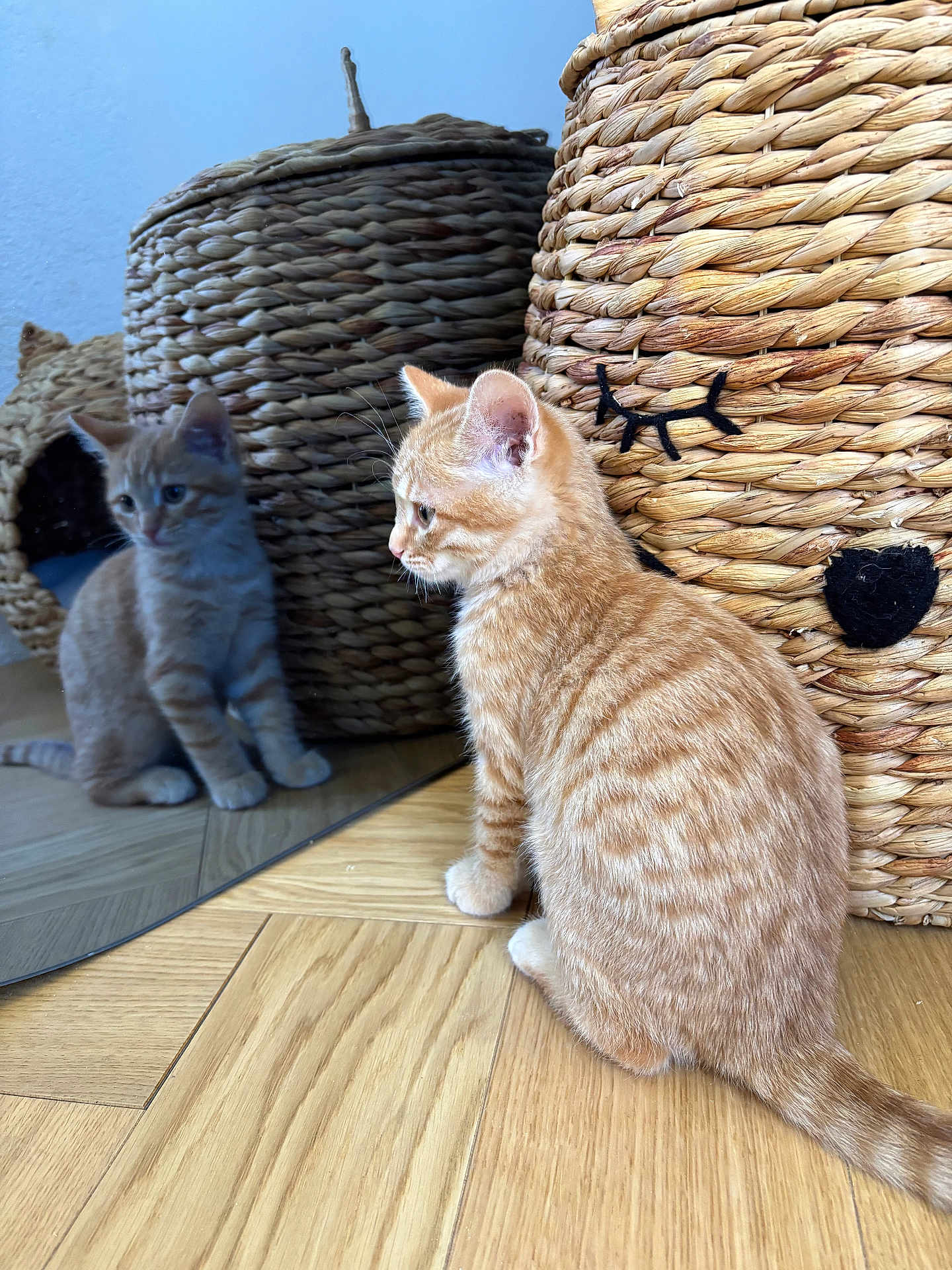 Ferdinand a rejoint le concours — aidez-le/la à gagner de superbes lots ! kitten, cat, orange_tabby, reflection, mirror, wooden_floor, woven_basket, basket, indoor, pet, curious, feline, cute, small, animal, home_decor, floor, texture, closeup, domestic