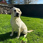 Amei participe au concours pour gagner de l'argent avec cette photo : animal, backyard, blue_sky, chocolate, dog, ferrero_rocher, gift, grass, greenery, hedge, labrador_retriever, nature, outdoor, pet, ribbon, sitting, spring, sunlight, tree, woodpile