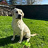animal, backyard, blue_sky, chocolate, dog, ferrero_rocher, gift, grass, greenery, hedge, labrador_retriever, nature, outdoor, pet, ribbon, sitting, spring, sunlight, tree, woodpile