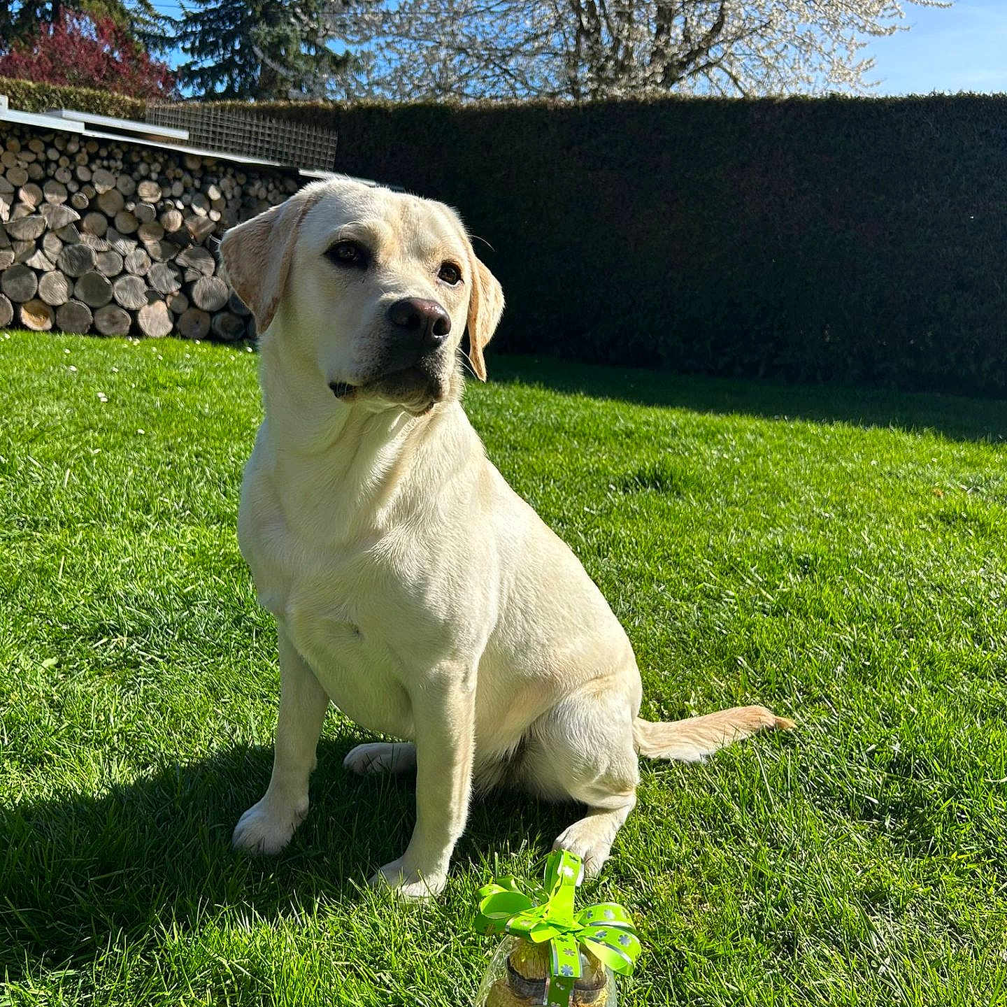 Amei participe au concours pour gagner de l'argent avec cette photo : animal, backyard, blue_sky, chocolate, dog, ferrero_rocher, gift, grass, greenery, hedge, labrador_retriever, nature, outdoor, pet, ribbon, sitting, spring, sunlight, tree, woodpile