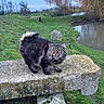 cat, fluffy, long_hair, tabby, animal, pet, outdoor, garden, pond, water, stone_bench, moss, grass, trees, winter, nature, portrait, standing, open_mouth, blue_eyes