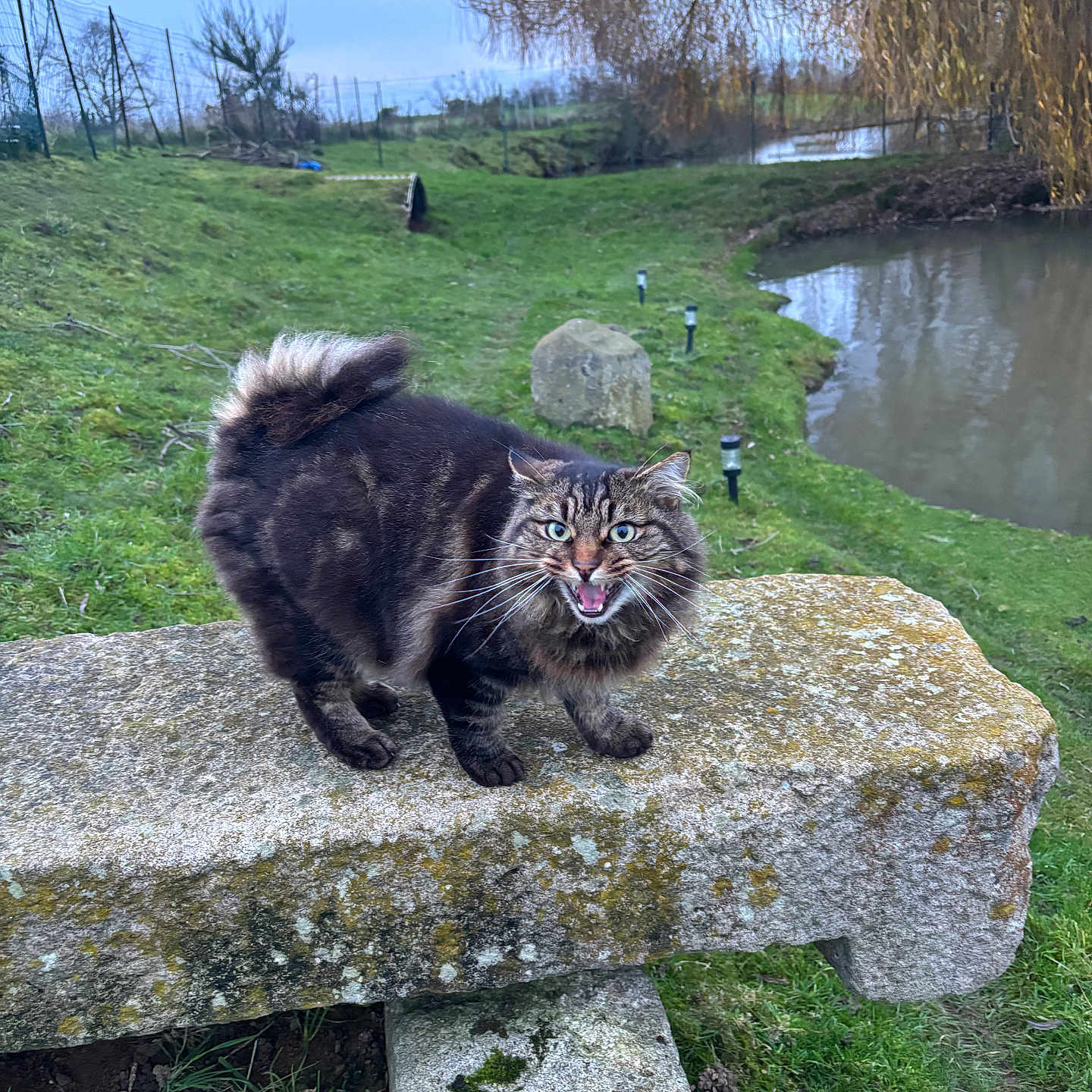 Tit Loup Tit Coeur a rejoint le concours — aidez-le/la à gagner de superbes lots ! cat, fluffy, long_hair, tabby, animal, pet, outdoor, garden, pond, water, stone_bench, moss, grass, trees, winter, nature, portrait, standing, open_mouth, blue_eyes
