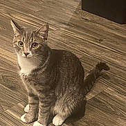 Slate O. is registered to the contest to win money with this photo: cat, tabby, pet, indoor, wooden_floor, animal, feline, sitting, curious, attention, fur, whiskers, ears, tail, domestic_cat, eyes, cute, household, mammal, companion