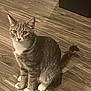 cat, tabby, pet, indoor, wooden_floor, animal, feline, sitting, curious, attention, fur, whiskers, ears, tail, domestic_cat, eyes, cute, household, mammal, companion