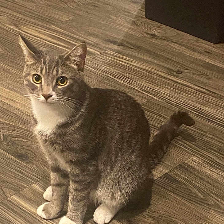 Slate O. is registered to the contest to win money with this photo: animal, attention, cat, companion, curious, cute, domestic_cat, ears, eyes, feline, fur, household, indoor, mammal, pet, sitting, tabby, tail, whiskers, wooden_floor